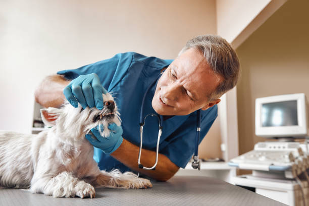 Best Emergency Root Canal Treatment in Spanish Fork, UT